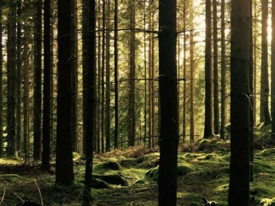 Une forêt de résineux traversée par la lumière